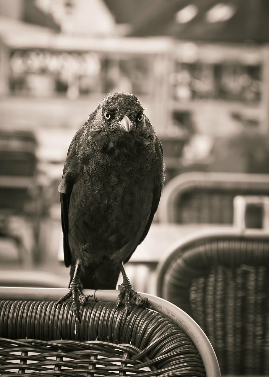 jackdaw, bird, black, crow, corvidae, corvus monedula, birds HD wallpaper