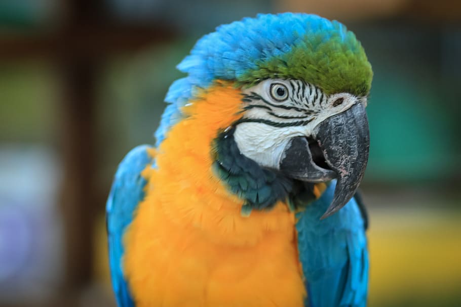 macaw, ave, bird, parrot, animal, tropical bird, exotic bird HD wallpaper