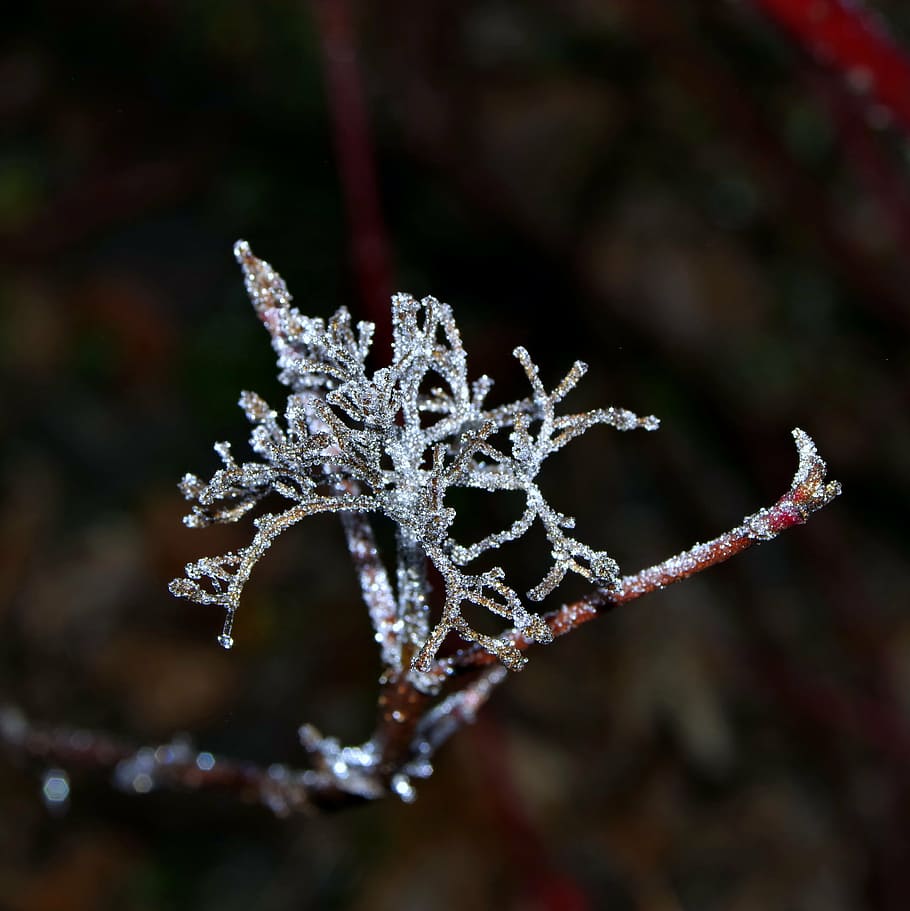 spruce, cobweb, ice, not cold, frost, frosted, morning, cool HD wallpaper