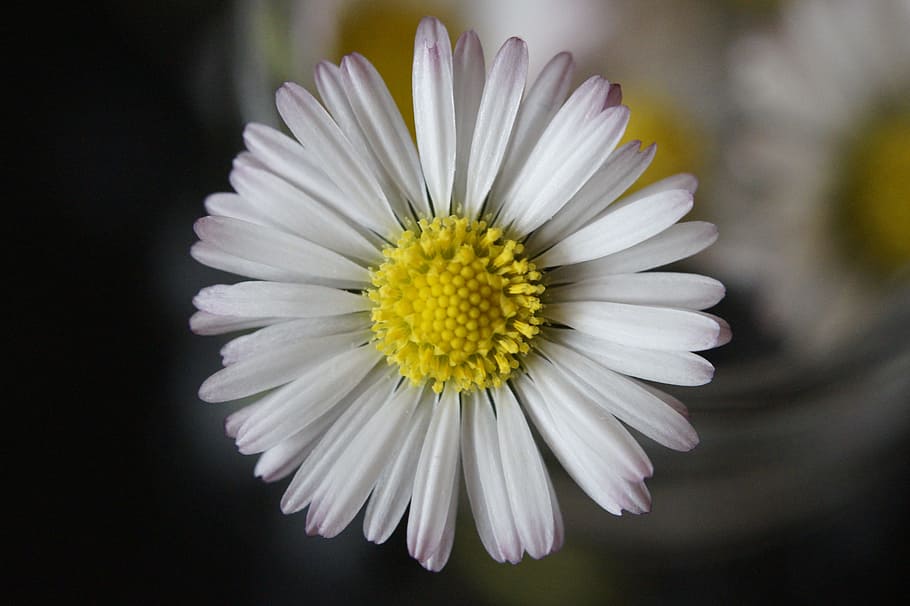 daisy, close, flower, pointed flower, bloom, blossom, grassland plants HD wallpaper
