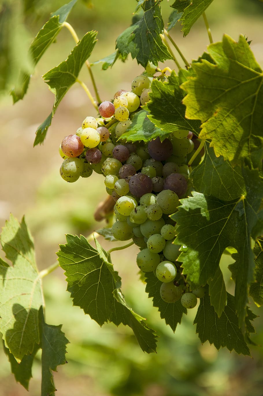 Wine, Grapes, Vine, Winegrowing, vineyards, green grapes, vintage HD wallpaper