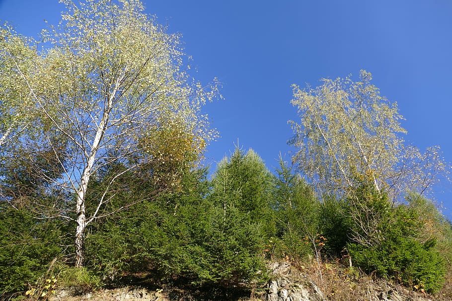 landscape, deciduous tree, clouds, sky, blue, romance, idyll HD wallpaper