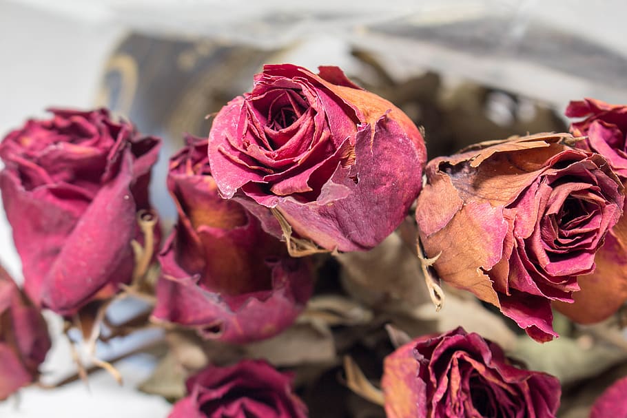 old, red, roses, flower, flowering plant, beauty in nature HD wallpaper