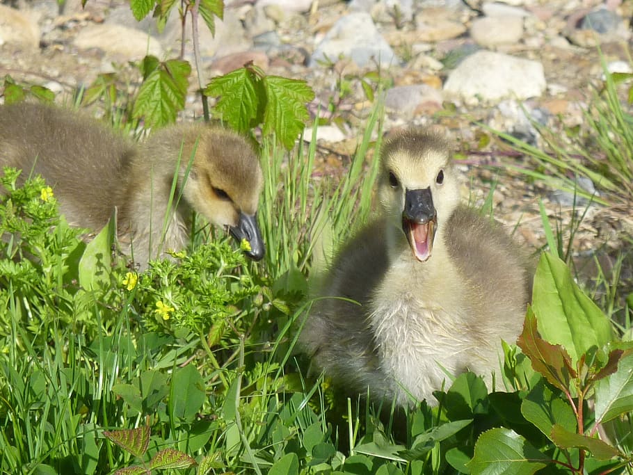 chicks, wild goose, canada goose, animal themes, vertebrate HD wallpaper
