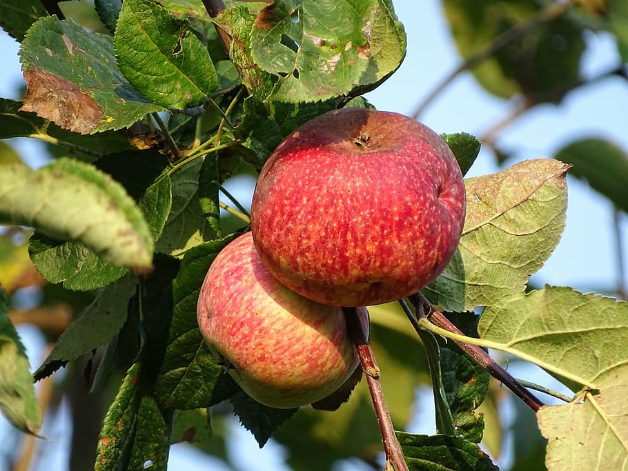 apples, fruit, autumn, georgia, nature, leaf, tree, food, ripe HD wallpaper