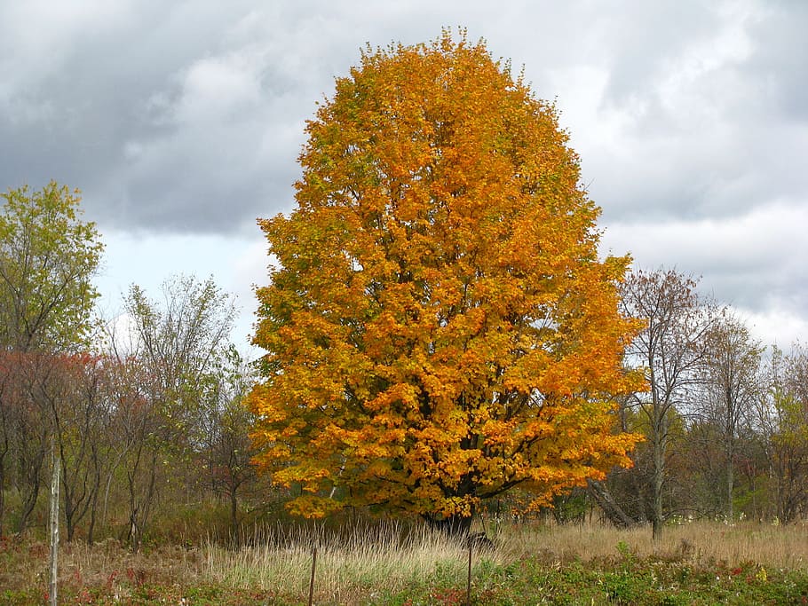 Autumn, Yellow, Tree, Fall, Leaves, nature, leaf, landscape HD wallpaper