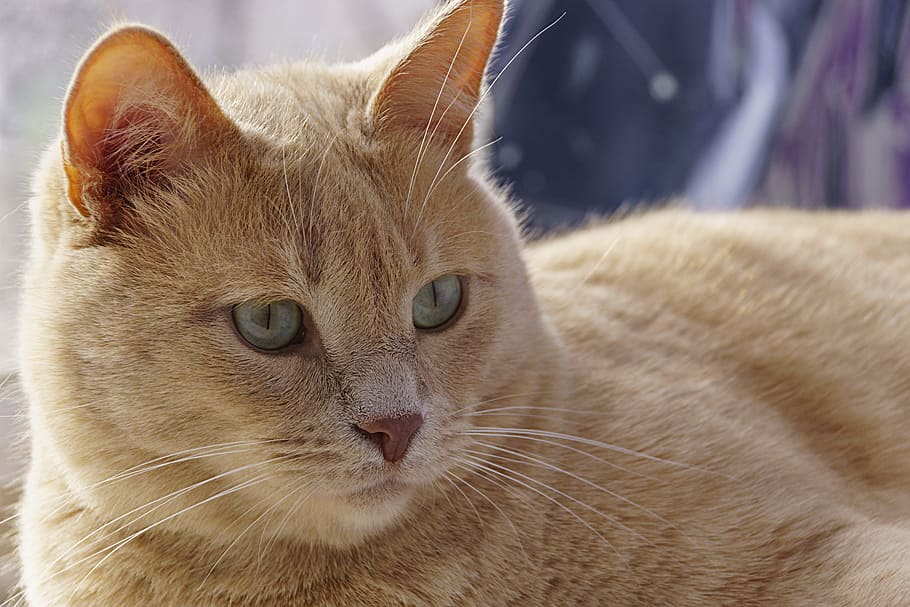 selective focus photography of orange tabby cat, Redhead, Red-Headed HD wallpaper