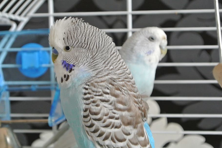 birds, budgerigars, animals, feather, parakeets, pets, together HD wallpaper