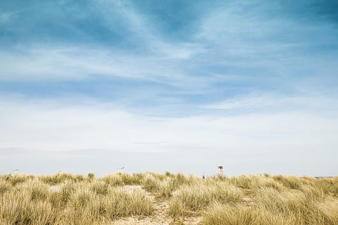 green grass field under blue skies, grass field under blue sky HD wallpaper