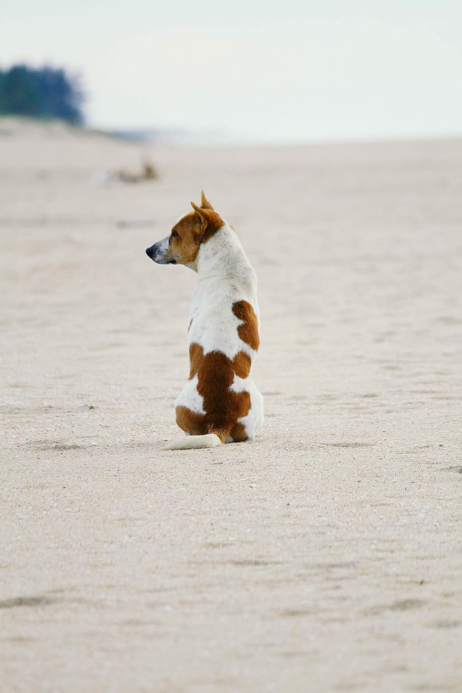 selective focus photography of short-coated tan and white dog sitting on seashore