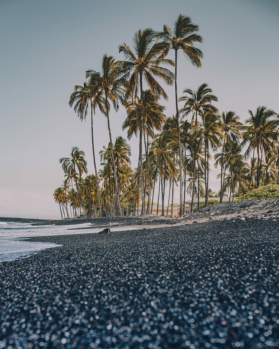 palm trees beside seashore, coconut tree in shoreline, beach HD wallpaper