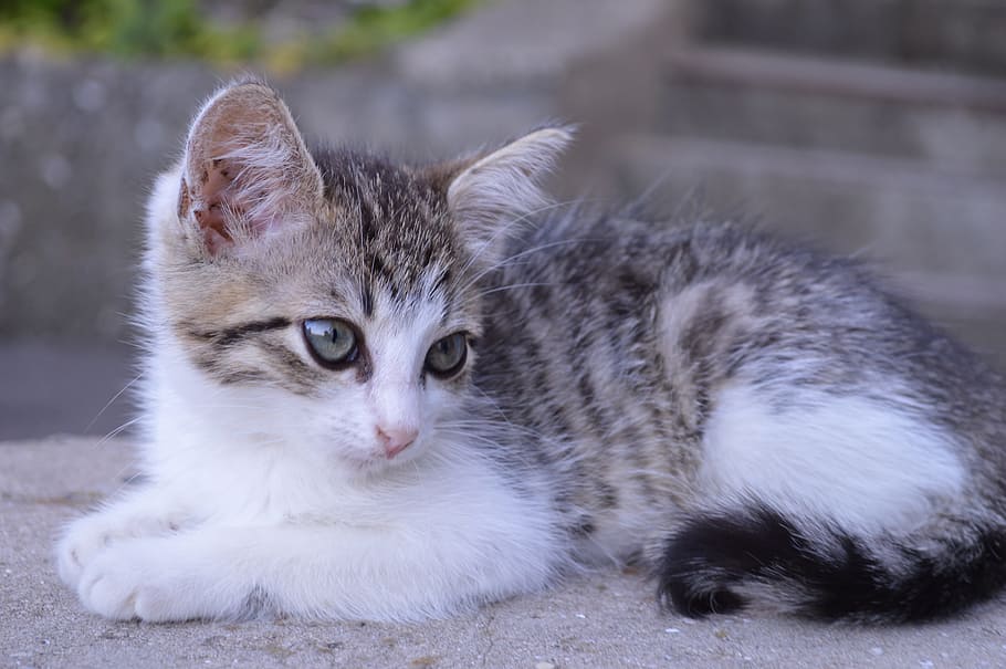 selective focus photography of medium fur white and gray kitten, HD wallpaper