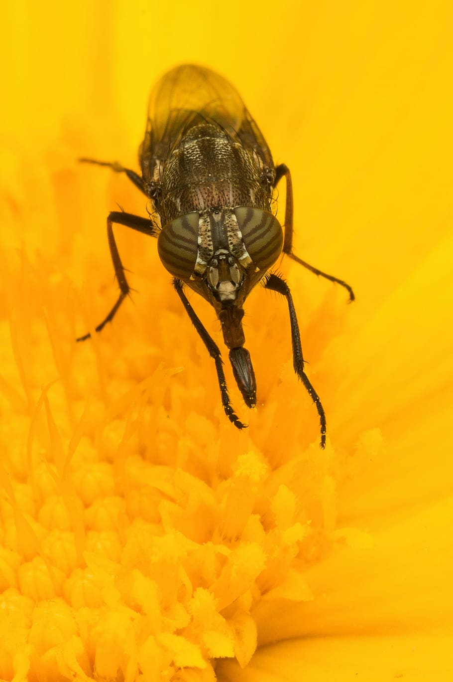 nature, fly, tongue, bug, insect, closeup, macro, invertebrate HD wallpaper
