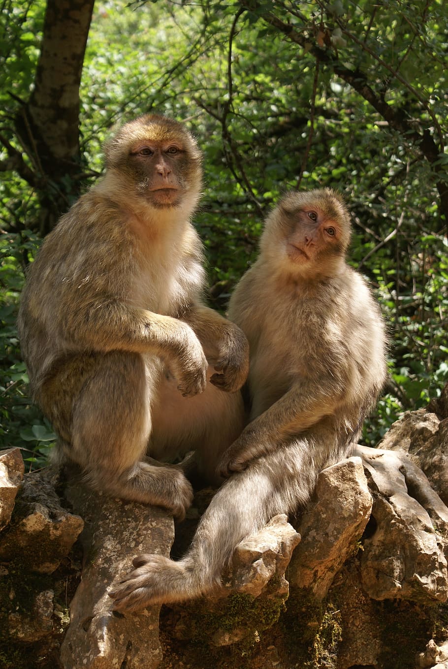 Macaque, Monkey, Animal, Zoo, Nature, mammal, two animals, animals in the wild HD wallpaper