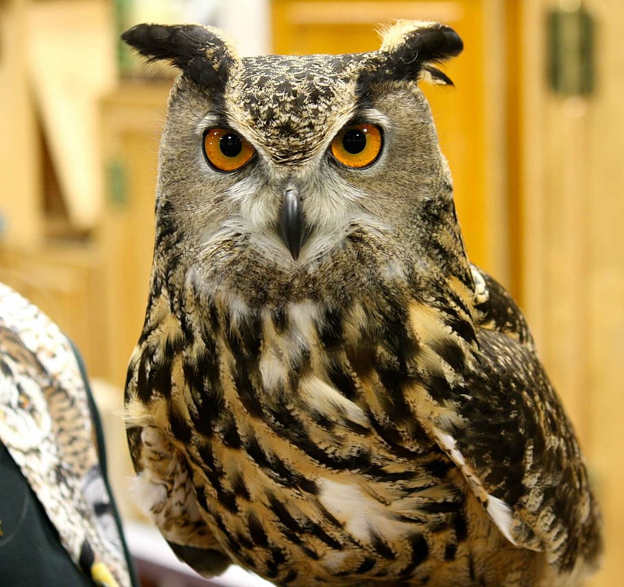 virginianus, bubo, head, bird, horned, great, owl, birds, animals HD wallpaper