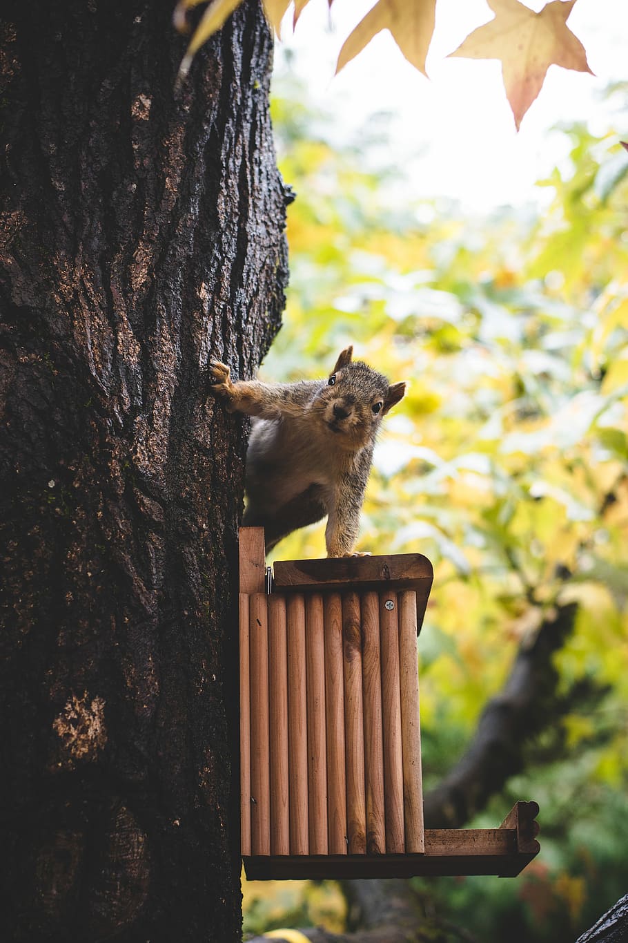 brown squirrel on tree during daytime, brown squirrel staring at the camera HD wallpaper