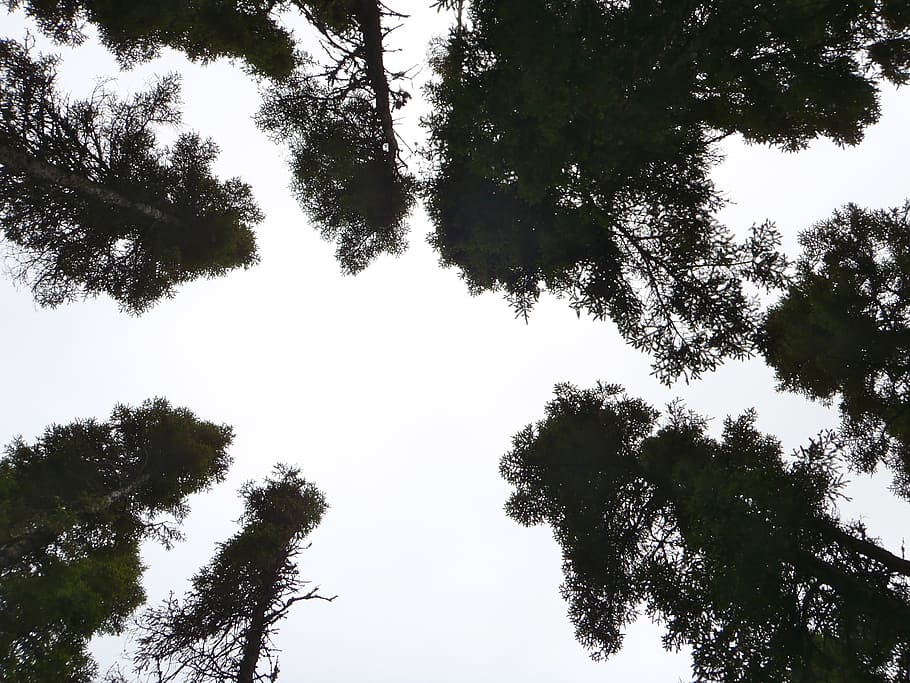 tree, sky, nature, clouds, plant, low angle view, growth, tranquility HD wallpaper