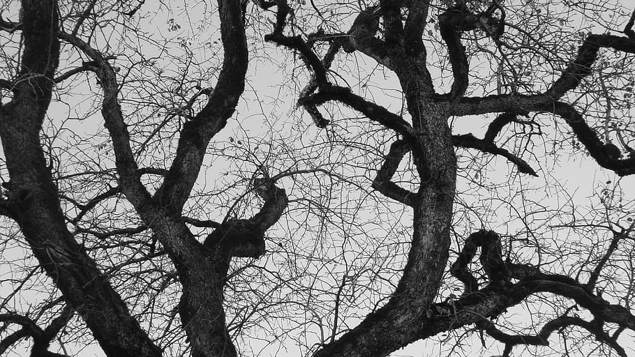 trees, branch, forest, autumn, nature, landscape, black and white HD wallpaper