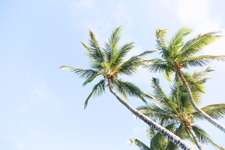 green coconut trees during daytime, low-angle photography of palm trees HD wallpaper