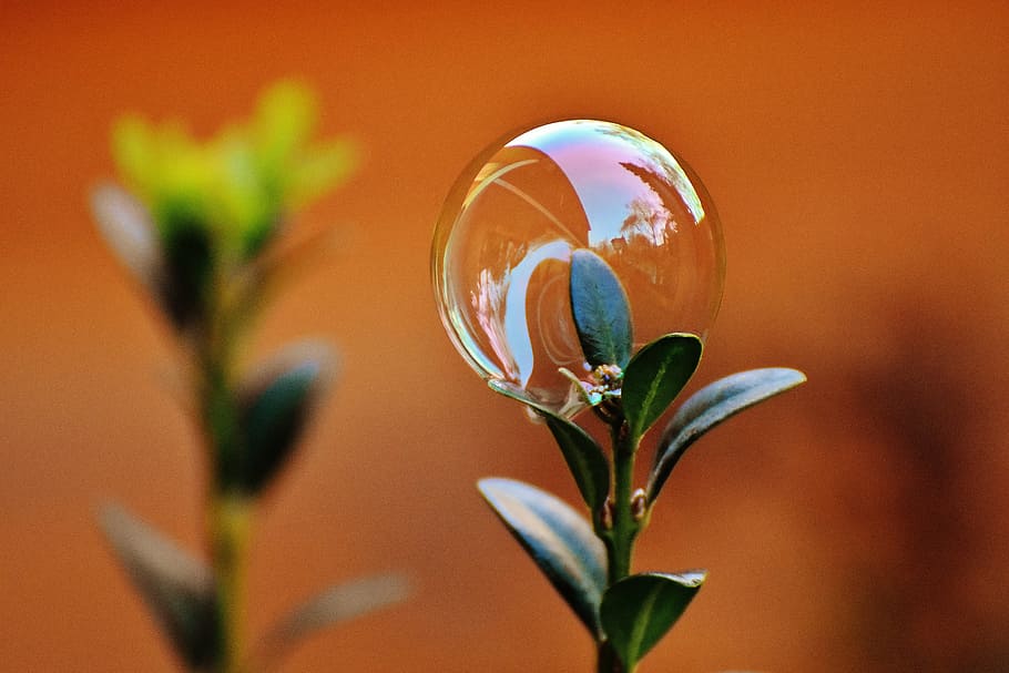 bubble on green leafed plant, soap bubble, colorful, buxbaum HD wallpaper