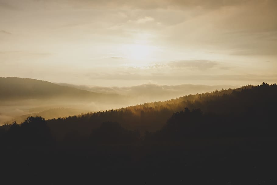 mountains with trees during senset, gray sky over tall trees HD wallpaper