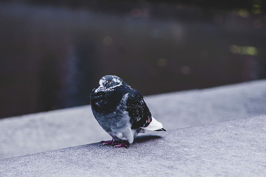 black feather bird, selective focus photography of black and white short-beak biwrd, HD wallpaper