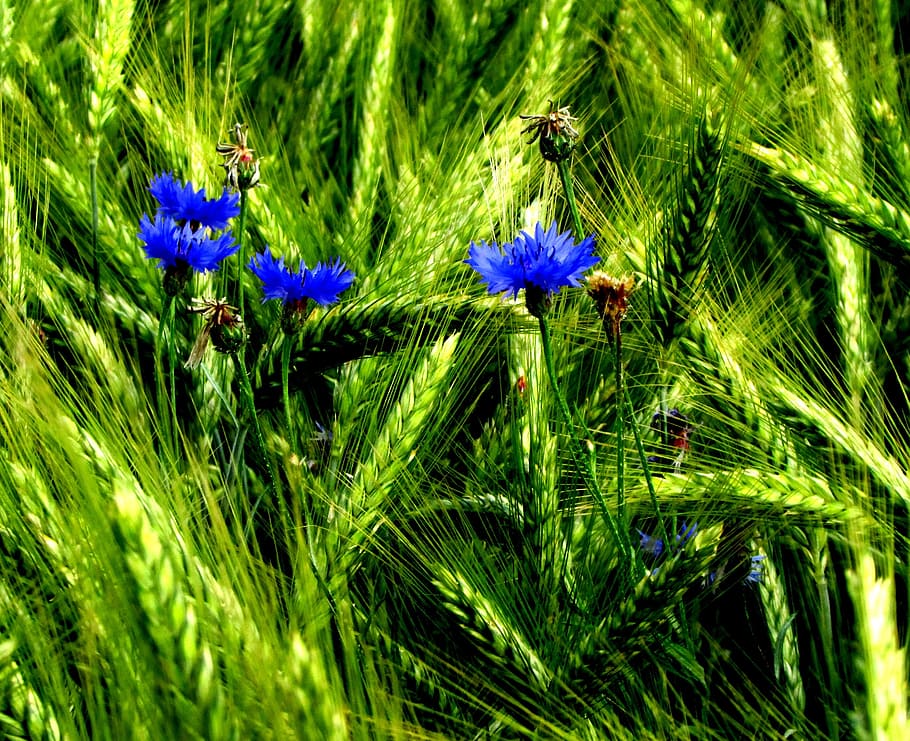 cornflower, field, blue, flowers, plant, growth, flowering plant HD wallpaper