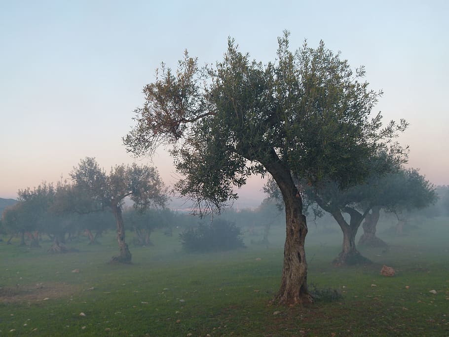 Olive Tree, Fog, Mood, nature, landscape, tranquility, grass HD wallpaper