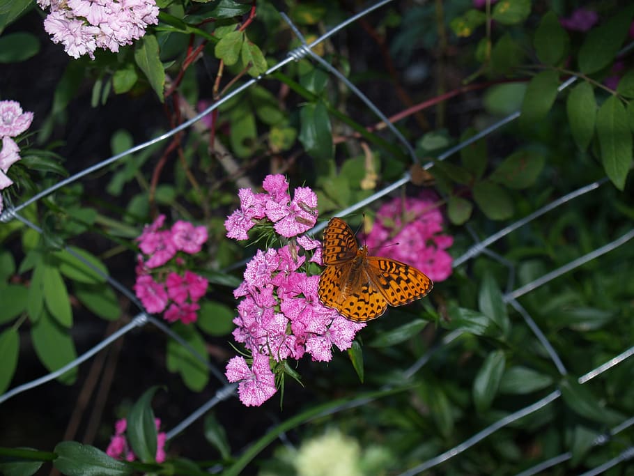 butterflies, flowers, spring, flowering plant, beauty in nature HD wallpaper