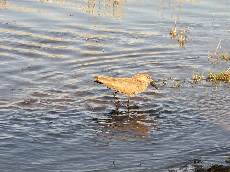 bird, botswana, okavango, safari, africa, animal themes, water HD wallpaper