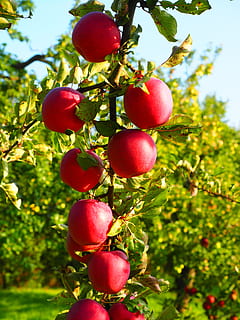 apple, apple tree, fruit, red, frisch, healthy, vitamins, orchard HD wallpaper