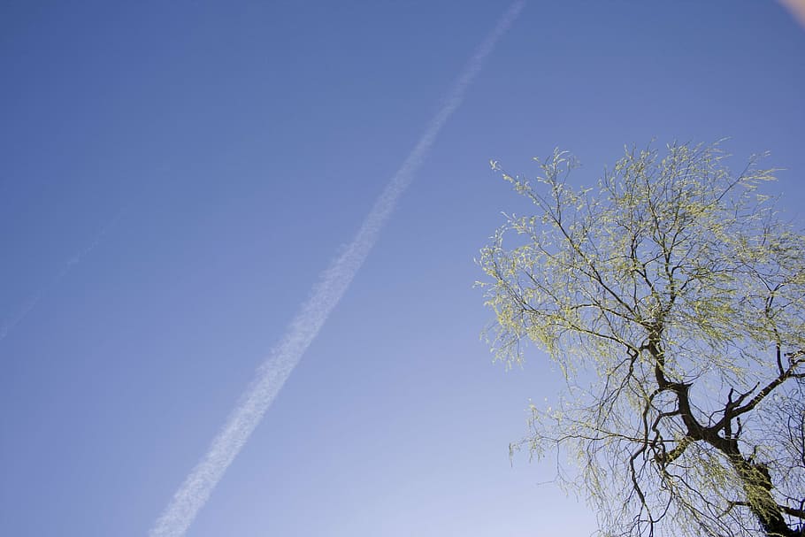 sky, contrail, tree, blue, mood, nature, rest, day, vapor trail HD wallpaper