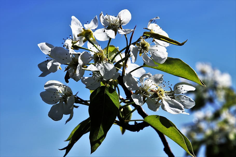 spring, sky, nature, flower, plant, tree, leaf, the freshness HD wallpaper