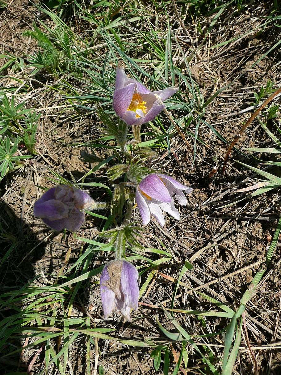 wild flowers, tiny, pink, meadow, sandy soil, hot, warm, dry HD wallpaper
