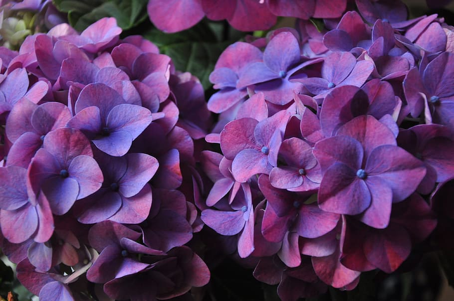 purple-and-pink hydrangeas closeup photo, plant, violet, flower HD wallpaper