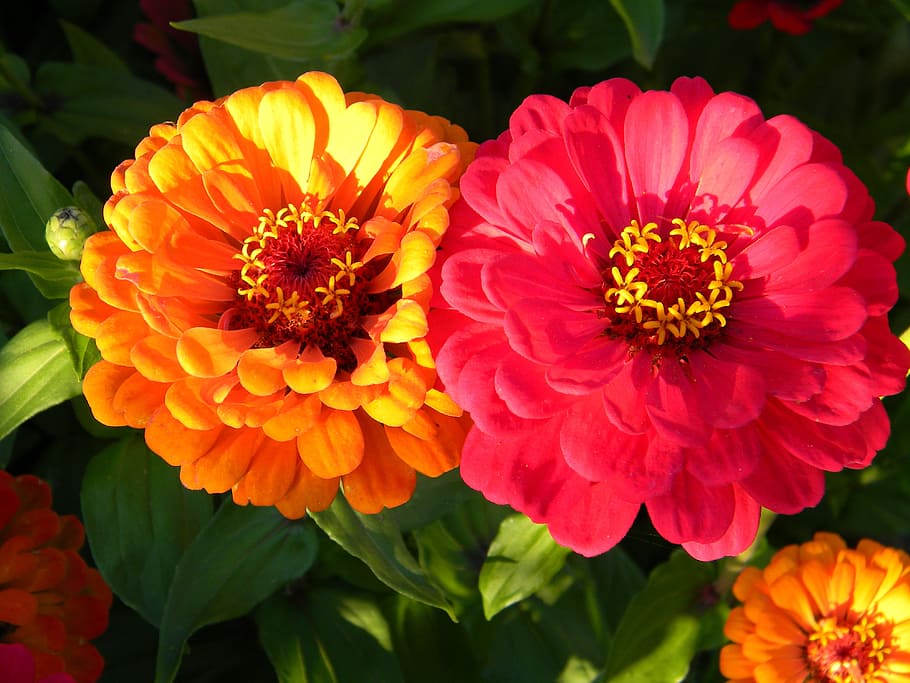 flowers, garden, summer, red, orange, zinnia garden, jakobinka HD wallpaper
