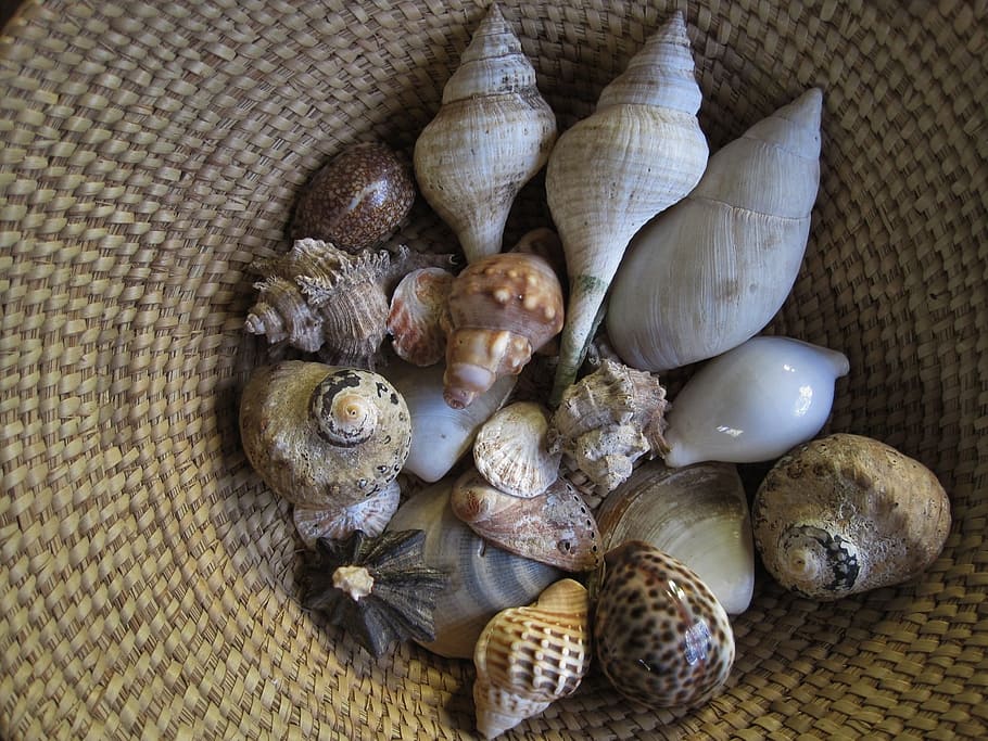 Seashells, Basket, Collection, Hard, outer, protective, layers HD wallpaper