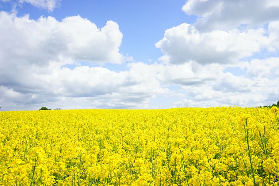 yellow rapeseed flower field at daytime, field of rapeseeds, sky