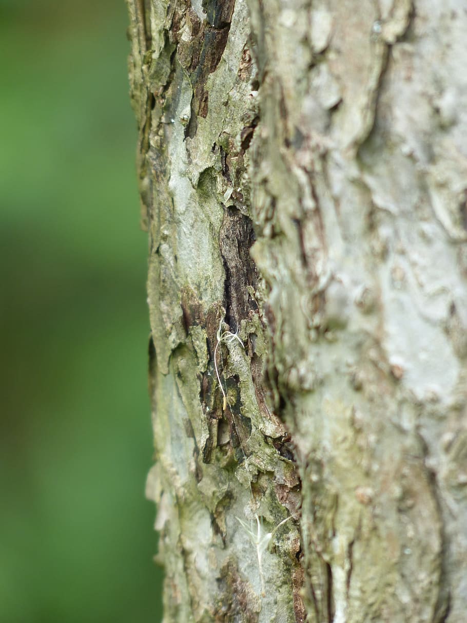 Bark, Apple Tree, Tribe, fruit tree, tree trunk, nature, textured HD wallpaper