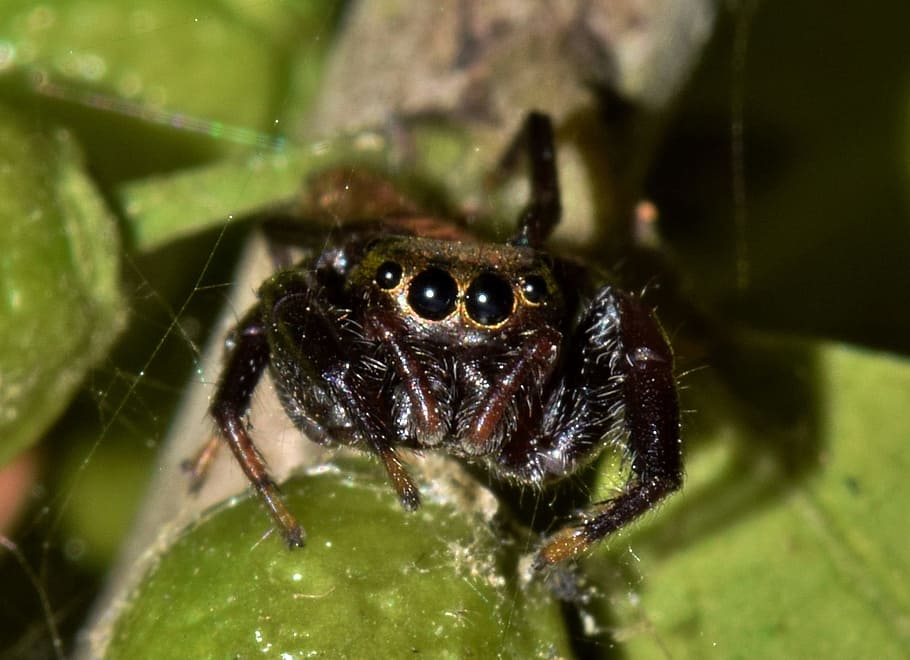 spider, jumping spider, arachnid, predator, eyes, web, spider web, HD wallpaper