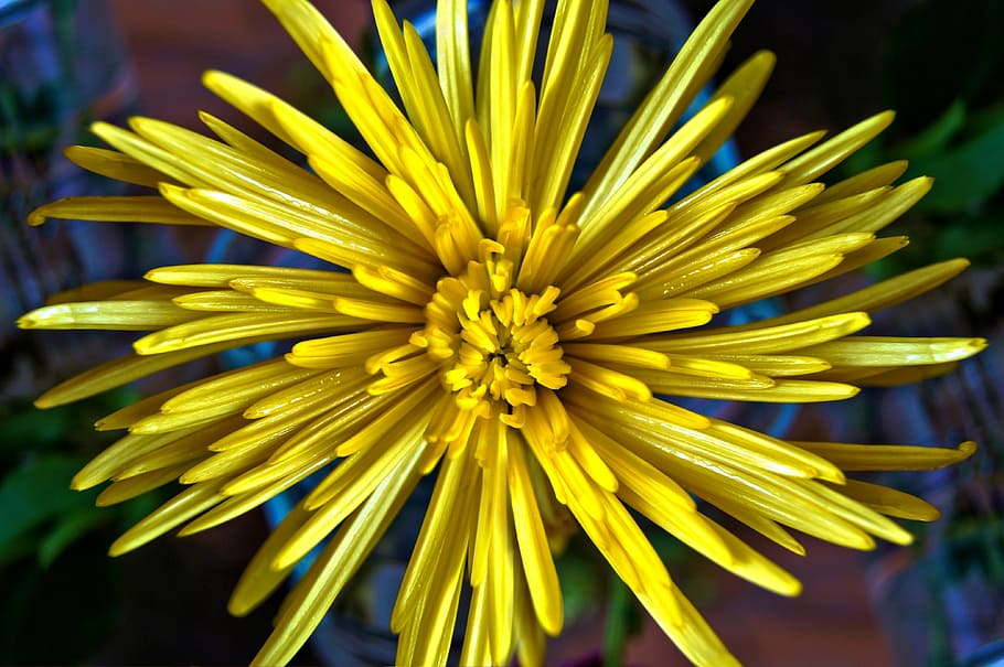 mum, yellow, flower, fall, colorful, autumn, floral, season HD wallpaper