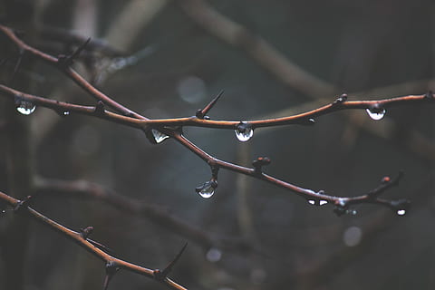 brown thorny plant stems with water droplets, branches, gray HD wallpaper