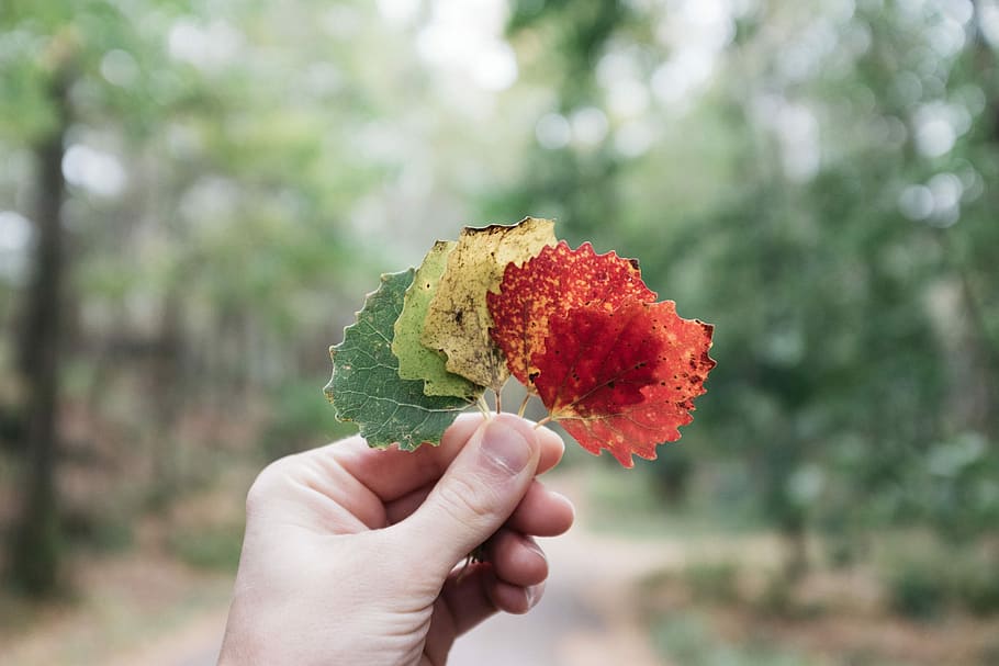 person holding assorted-color leaves, person holding assorted leaves HD wallpaper