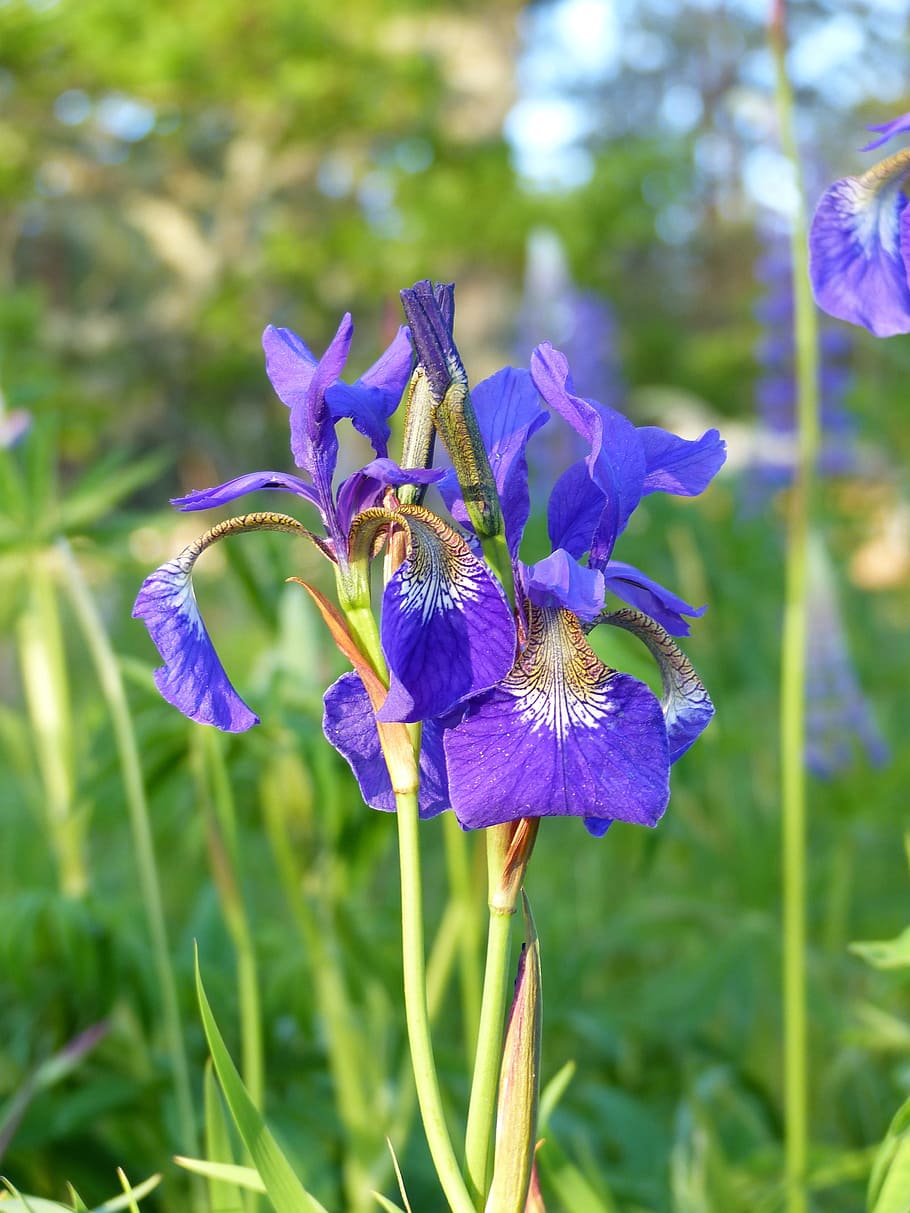 iris, flowers, blue, garden, summer, flowering plant, fragility HD wallpaper
