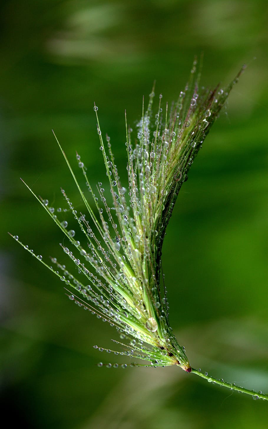spike, drops, dew, green, plant, growth, close-up, focus on foreground HD wallpaper