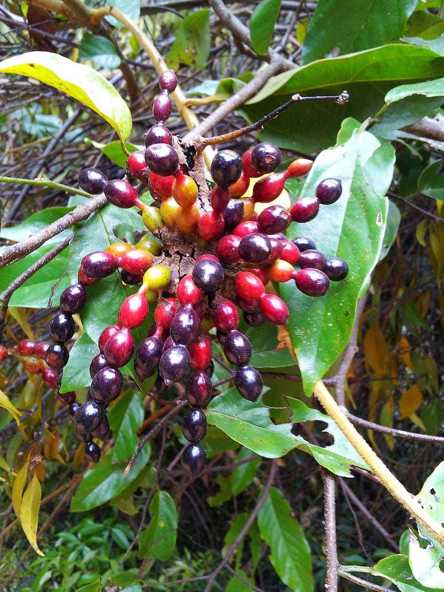plants, fruit, exotic, leaves, subtropics, khao yai national park HD wallpaper