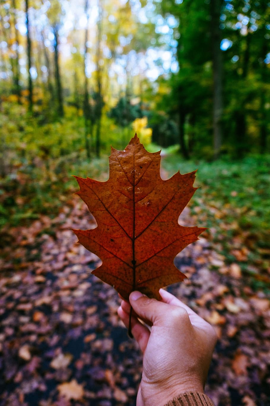 leaf, autumn, maple, plant part, change, human hand, maple leaf HD wallpaper