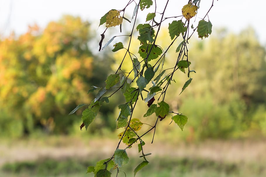 leaves, birch, wind, develops, nature, autumn, trees, yellow HD wallpaper