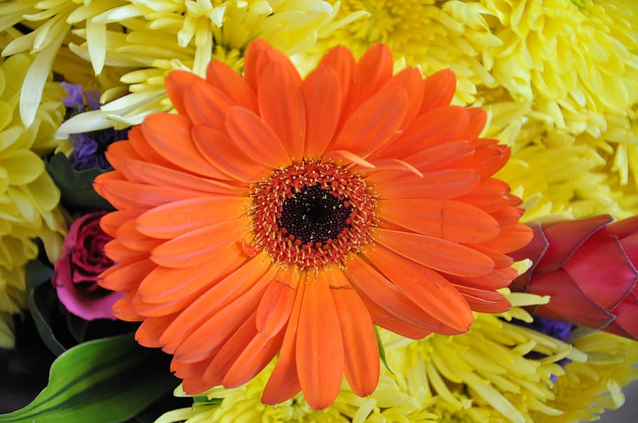 orange, flower, bright, flowering plant, petal, freshness, fragility HD wallpaper