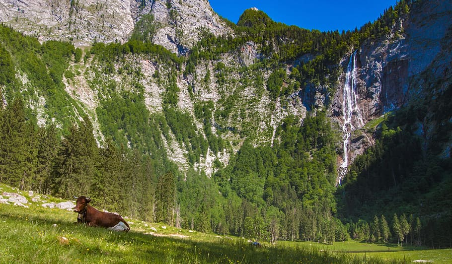 alm, mountain, cow, beef, pasture, meadow, nature, animals HD wallpaper
